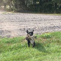 Mosley Ranch Labradors