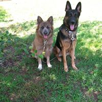 Inline K9 Dog Training Services LLC