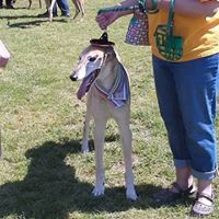 Greyhound Friends Of North Carolina