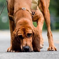 Tactical Police K9 Training