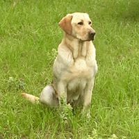 Rock Steady Retrievers