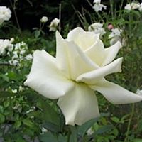 White Rose Pet Memorial Services