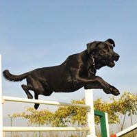 WizeDogs Training, Boarding & Spaw Services