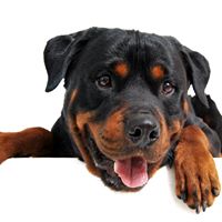 Rotten Rottie Rescue