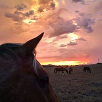 Desert Bloom Horse Training and Sales