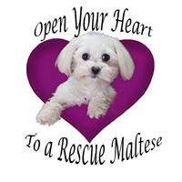 Maltese Rescue California