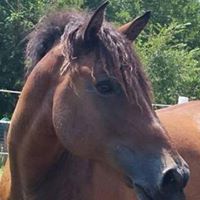 Curly Horse Rescue, Inc.