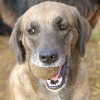 Lazy Leash Ranch