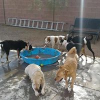 Desert Pet Oasis 520-450-3077