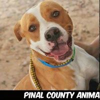 Pinal County Animal Control Animals in Need