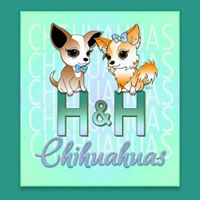 H&H Chihuahuas