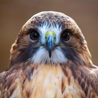 Avian Conservation Center of Appalachia