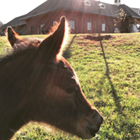 Carolina Equine Hospital