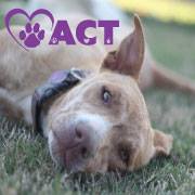 Animal Compassion Team of California (ACT)