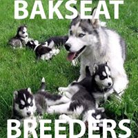 Bakseat Breeders