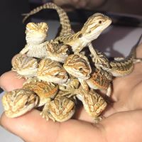 316 Reptiles