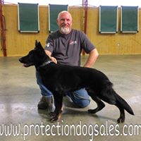 Protection Dog Sales