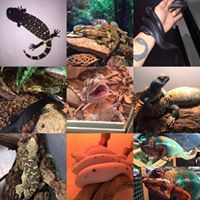 JTK Reptiles