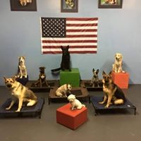 Tucson Dog Trainers: Off Leash K9 Training