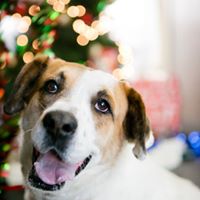 Animals of the Santa Monica Shelter by Marissa Joy Photography