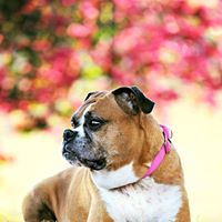 San Diego Boxer Rescue