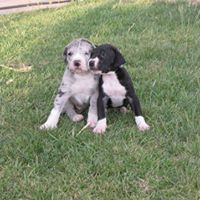 Great Dane Puppies