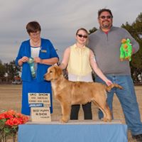 Copper State Golden Retrievers