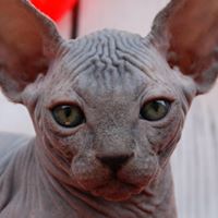 Breeding Bare – Sphynx