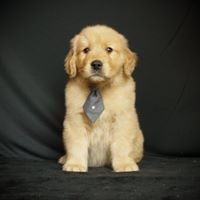 Anasazi Golden Retrievers