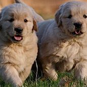 Wildfire Golden Retrievers