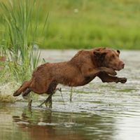 Charlie’s Champion Chocolate Labrador Retrievers