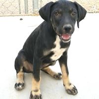 CowboyHat Catahoulas