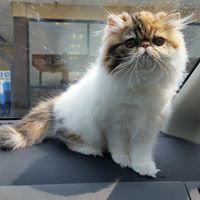 Persian Kittens Mesa AZ-TNRPersians Cattery