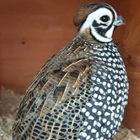 Keith’s Quail