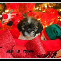 Arizona AKC Shih tzus