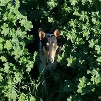 Arizona AKC Collies