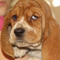 Majestic Basset Hounds