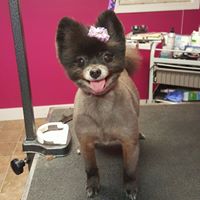 Paws & Kisses Pet Salon, LLC