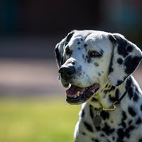 Animal Actors of Arizona