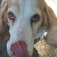 The White Basset: Dog Sitting & Daycare