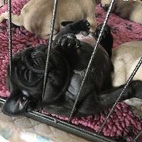 PUG Puppies for Sale