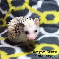 Canyon State Hedgehogs