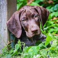 German Shorthaired Pointer Puppies