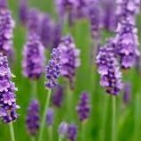 Lavender Beauty Edensor Park