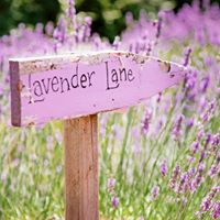 Beauty At Lavender Lane