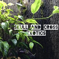 Skull and Cross Exotics