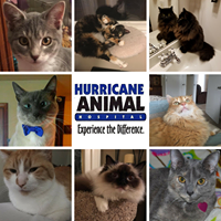 Hurricane Animal Hospital