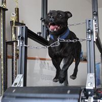 Dog Trotter K9 Treadmills