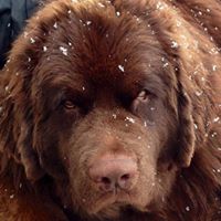 Brushy Ridge Newfoundlands