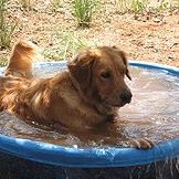 Arizona Doggy Dude Ranch